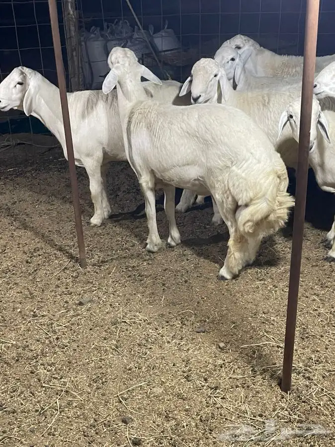 ذبايح زواجات حري طليان و رخال حرية جدة طريق بريمان الجديد 4