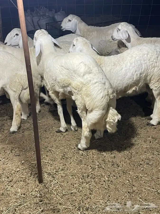 ذبايح زواجات حري طليان و رخال حرية جدة طريق بريمان الجديد 3