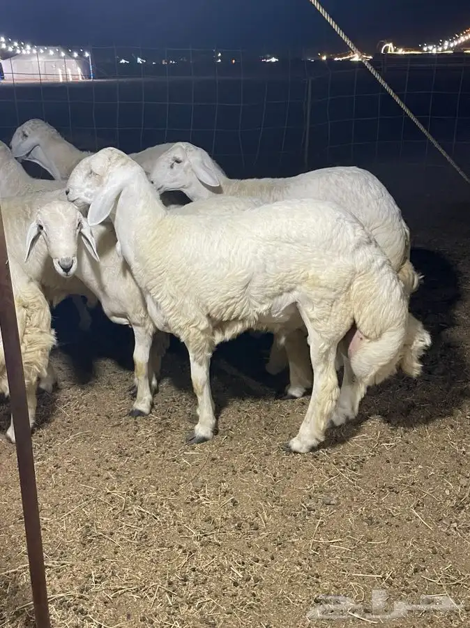 ذبايح زواجات حري طليان و رخال حرية جدة طريق بريمان الجديد 5