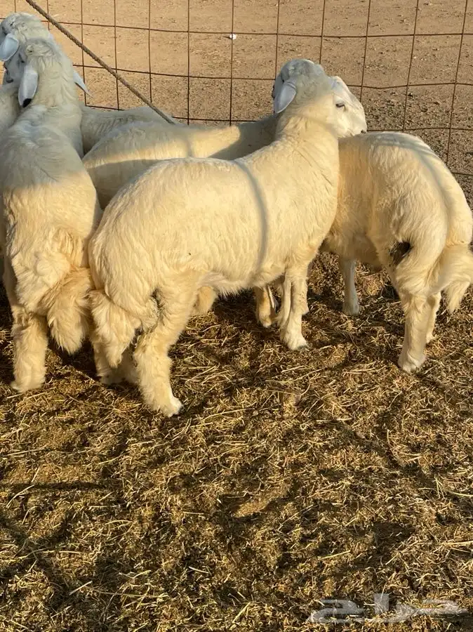 ذبايح زواجات حري طليان و رخال حرية جدة طريق بريمان الجديد 0