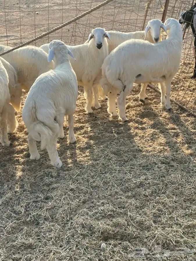 ذبايح زواجات حري طليان و رخال حرية جدة طريق بريمان الجديد 2
