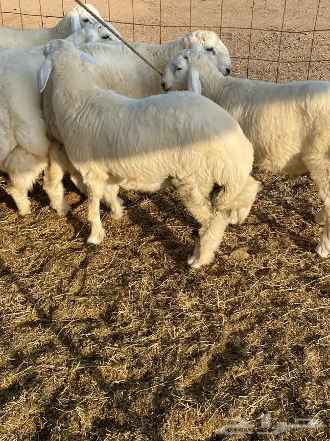 ذبايح زواجات حري طليان و رخال حرية جدة طريق بريمان الجديد 1