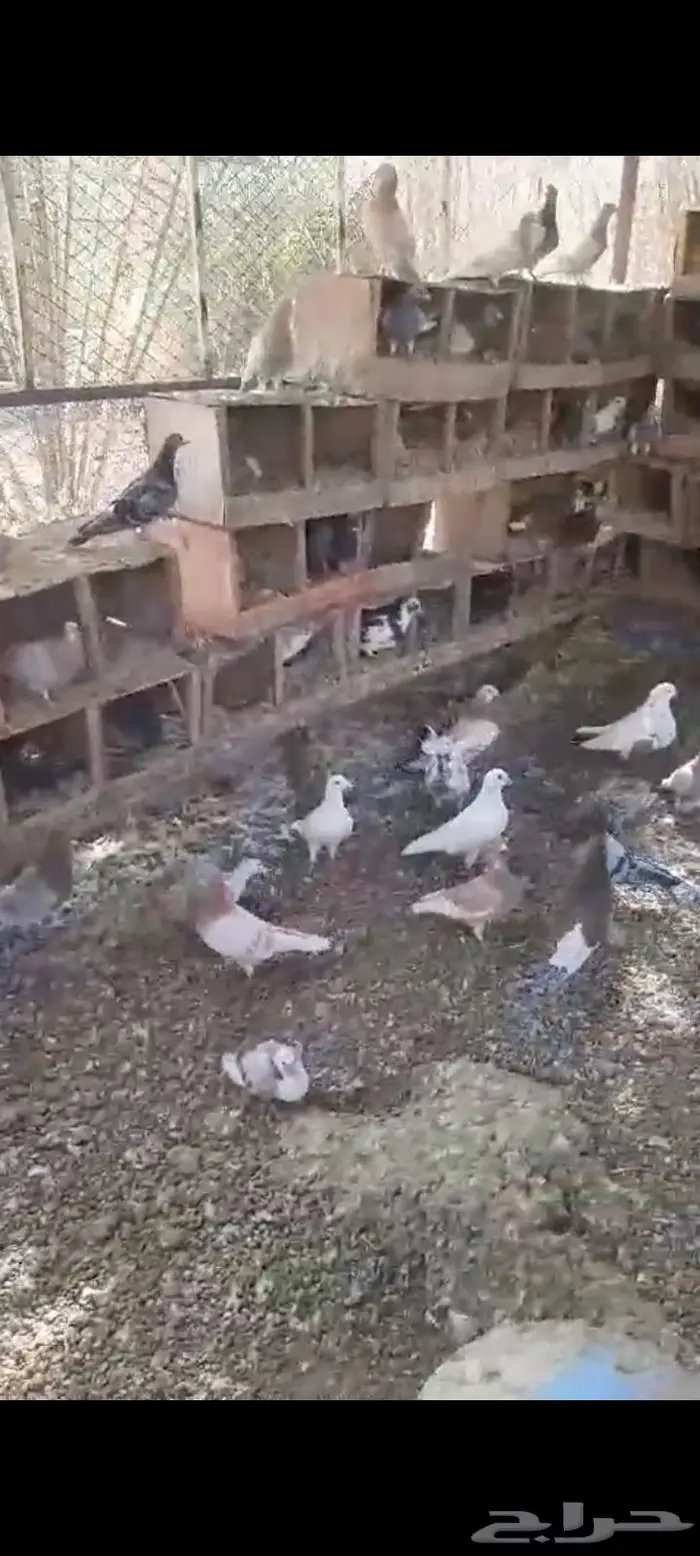 حمام مشكل منتج الخرج 2