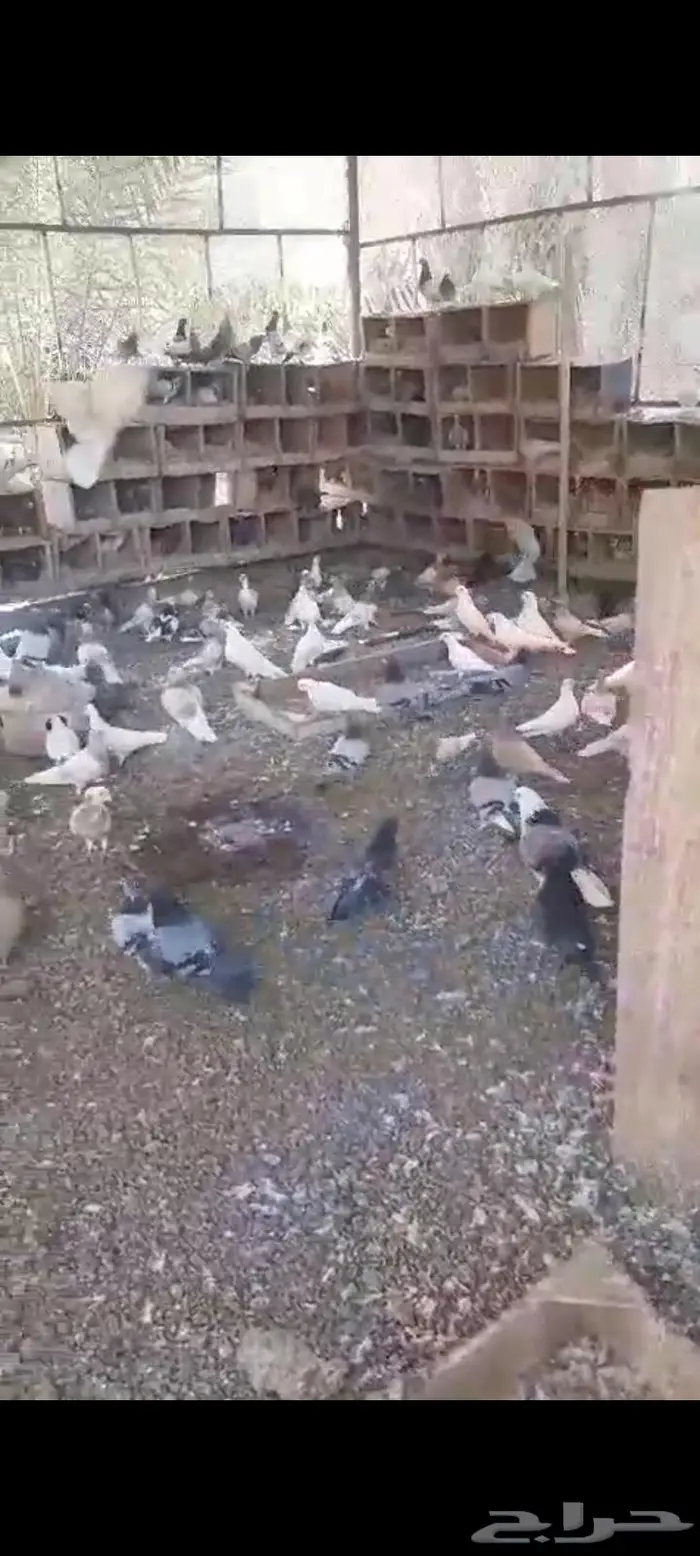 حمام مشكل منتج الخرج 3