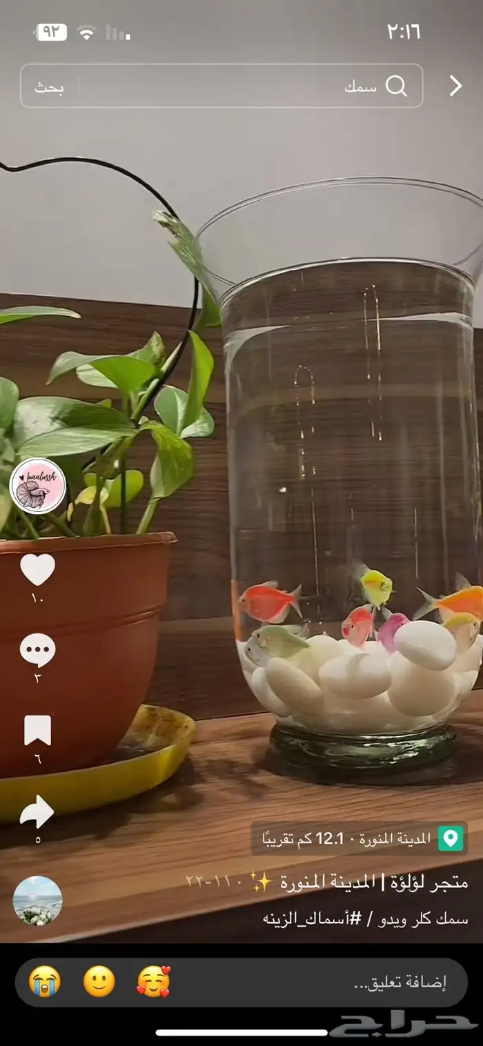 سمك زينه أنواع كثيره 4