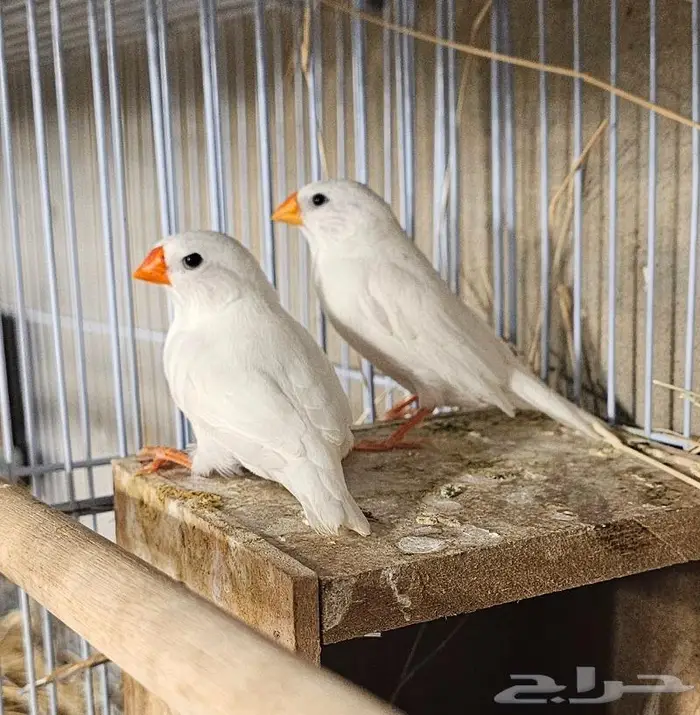 أجواز زيبرا أبيض هولندي بيع أو بدل ببادجي. 1