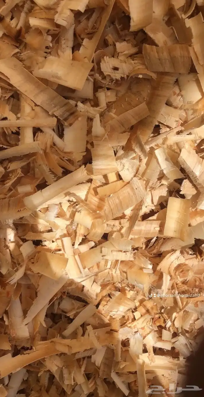 نشاره خيول نظيفه وجديده 4