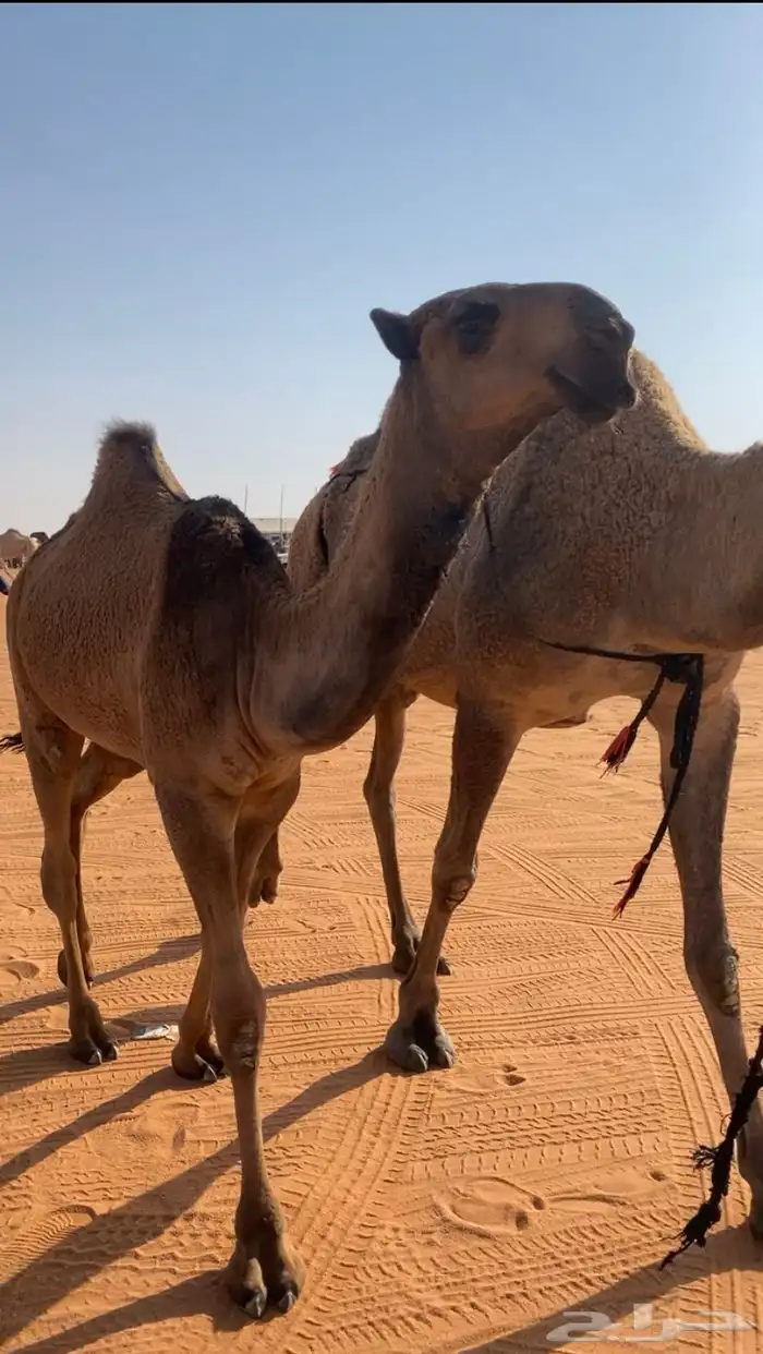 بكره مفروده كفووو صفرا 0