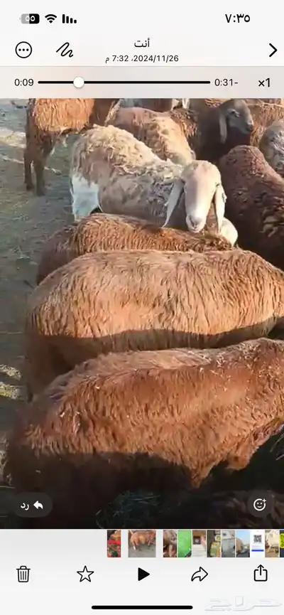 العدد 50 1
