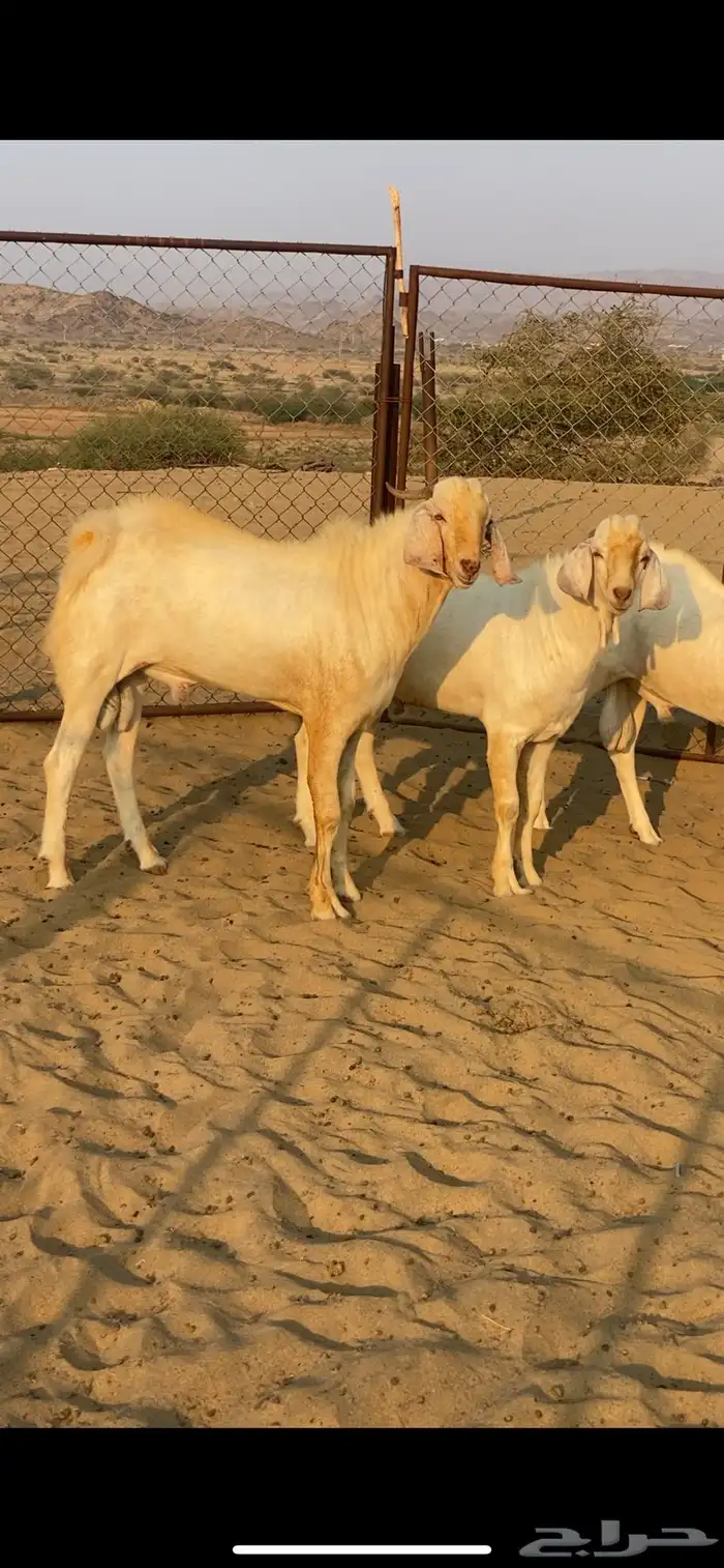 تيوس مشاريع فحول برص 0
