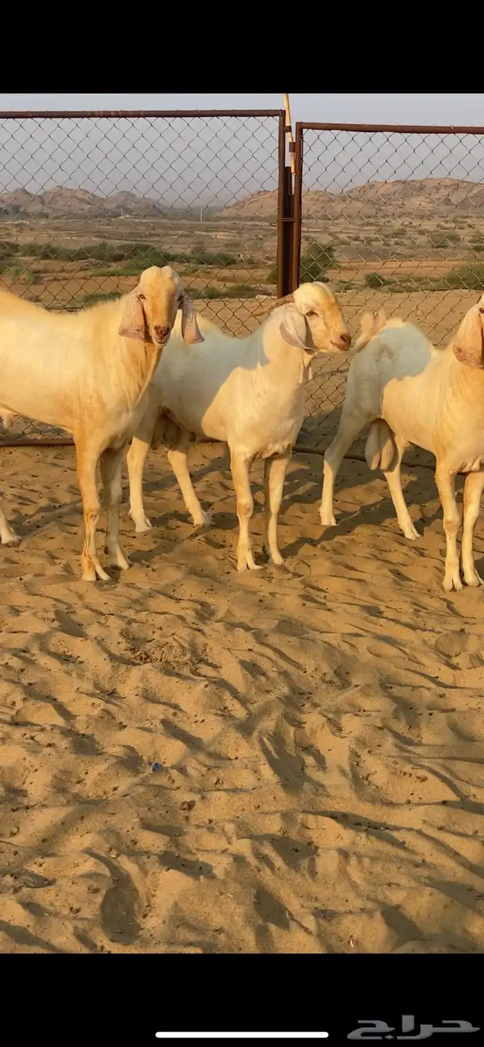 تيوس مشاريع فحول برص 1
