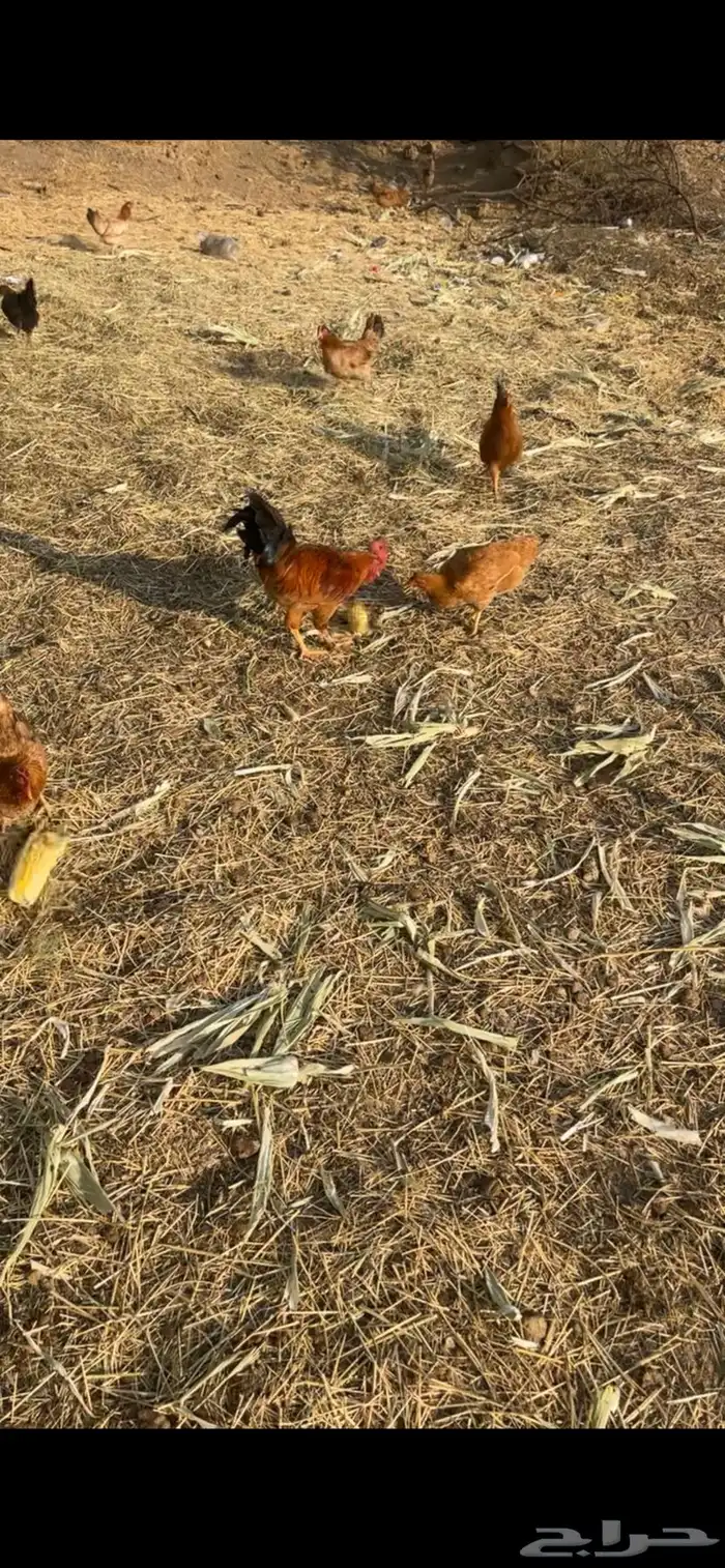 مصلخ دواجن 2