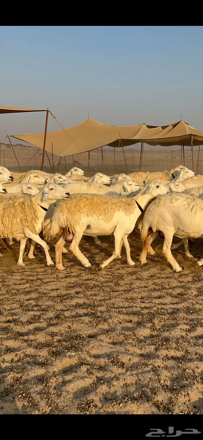غنم حريات صنف الصنف جروم حرش مراح واحد العدد 100 بلفحل 3