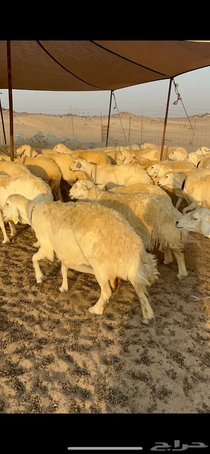 غنم حريات صنف الصنف جروم حرش مراح واحد العدد 100 بلفحل 2