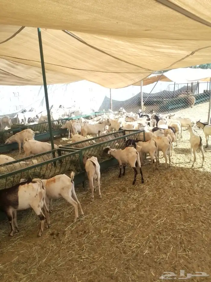 بربر 7