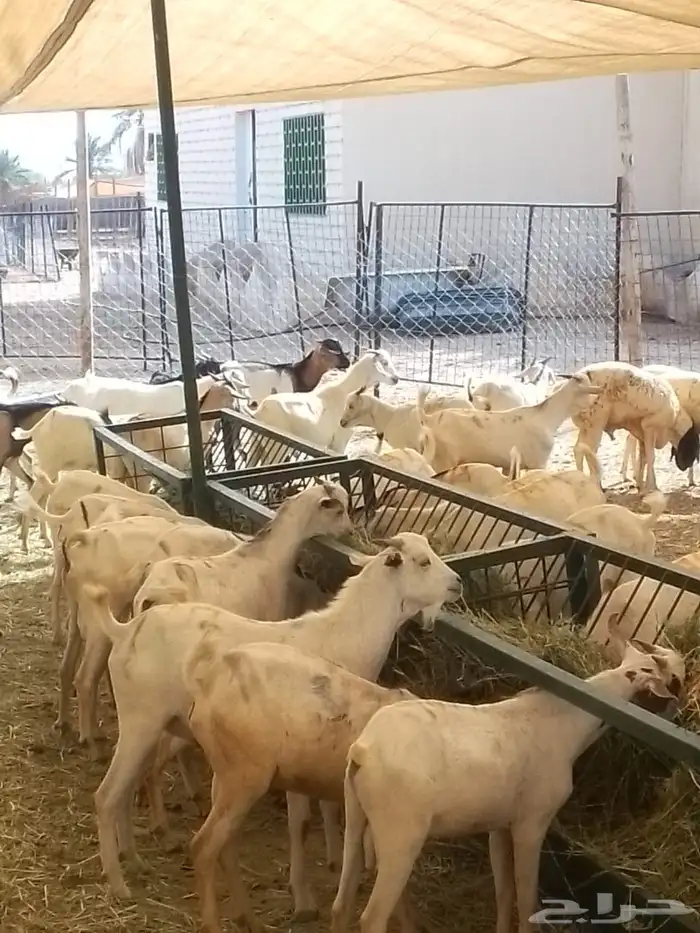 بربر 6