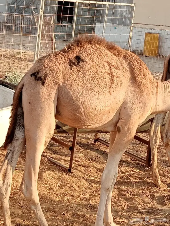 بربر 3