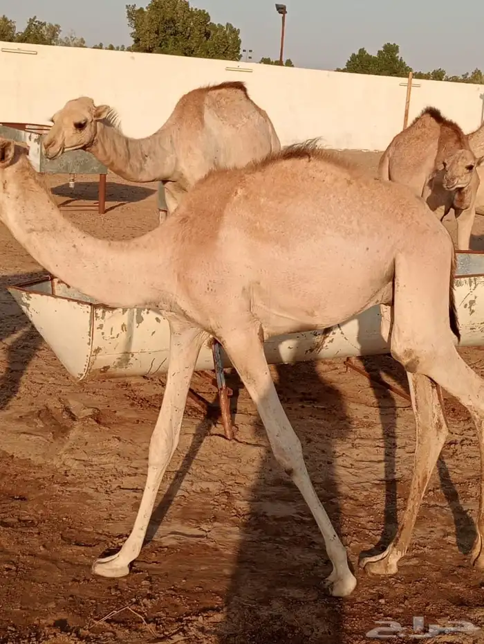 بربر 1