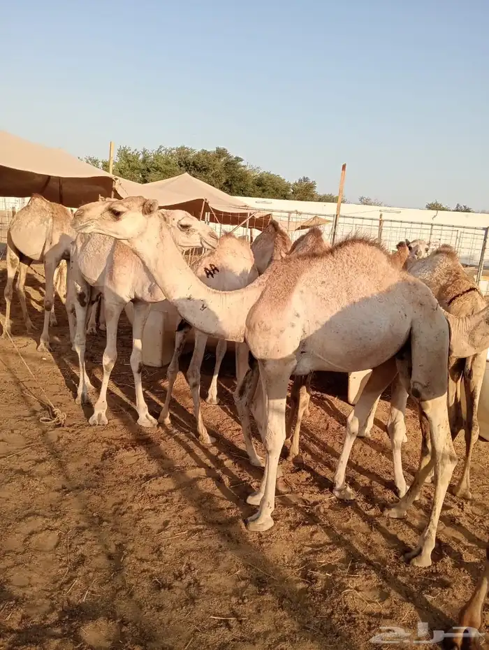 بربر 4