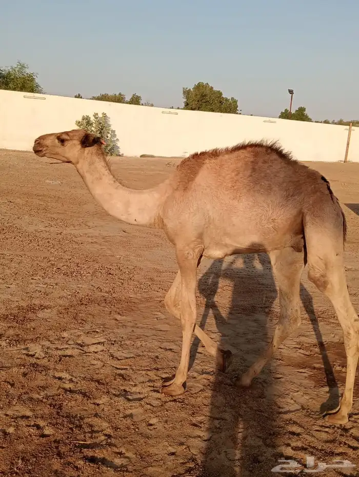 بربر 2