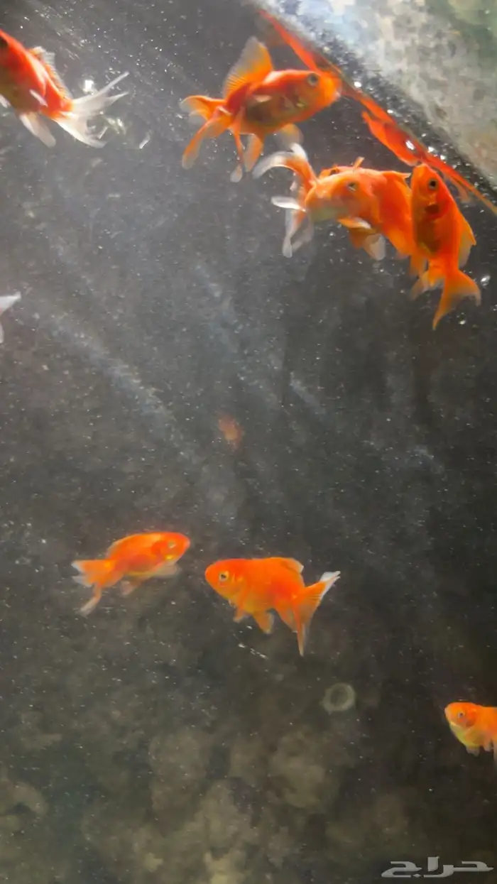 سمك نهري جولد فيش ( فيلتيل) 0