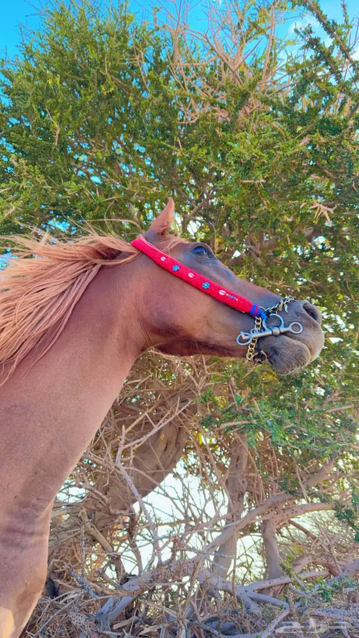 فرس عربيه 12