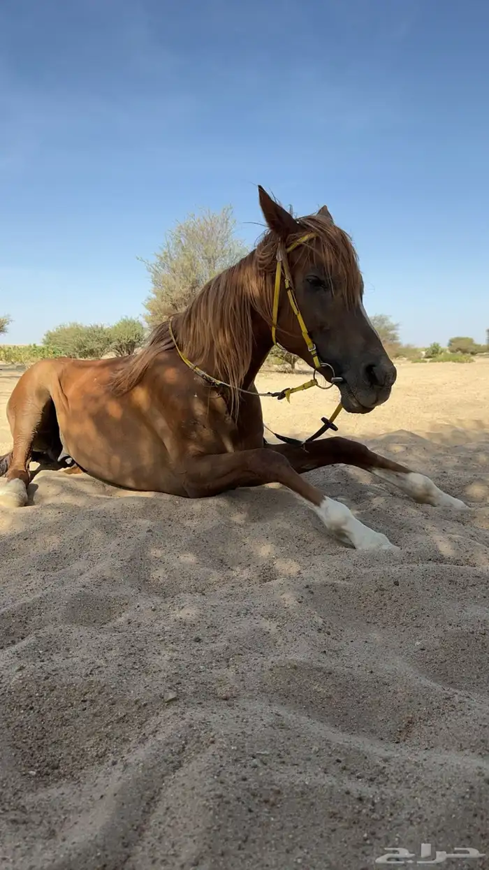 فرس عربيه 15
