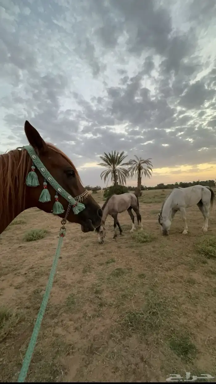 فرس عربيه 13