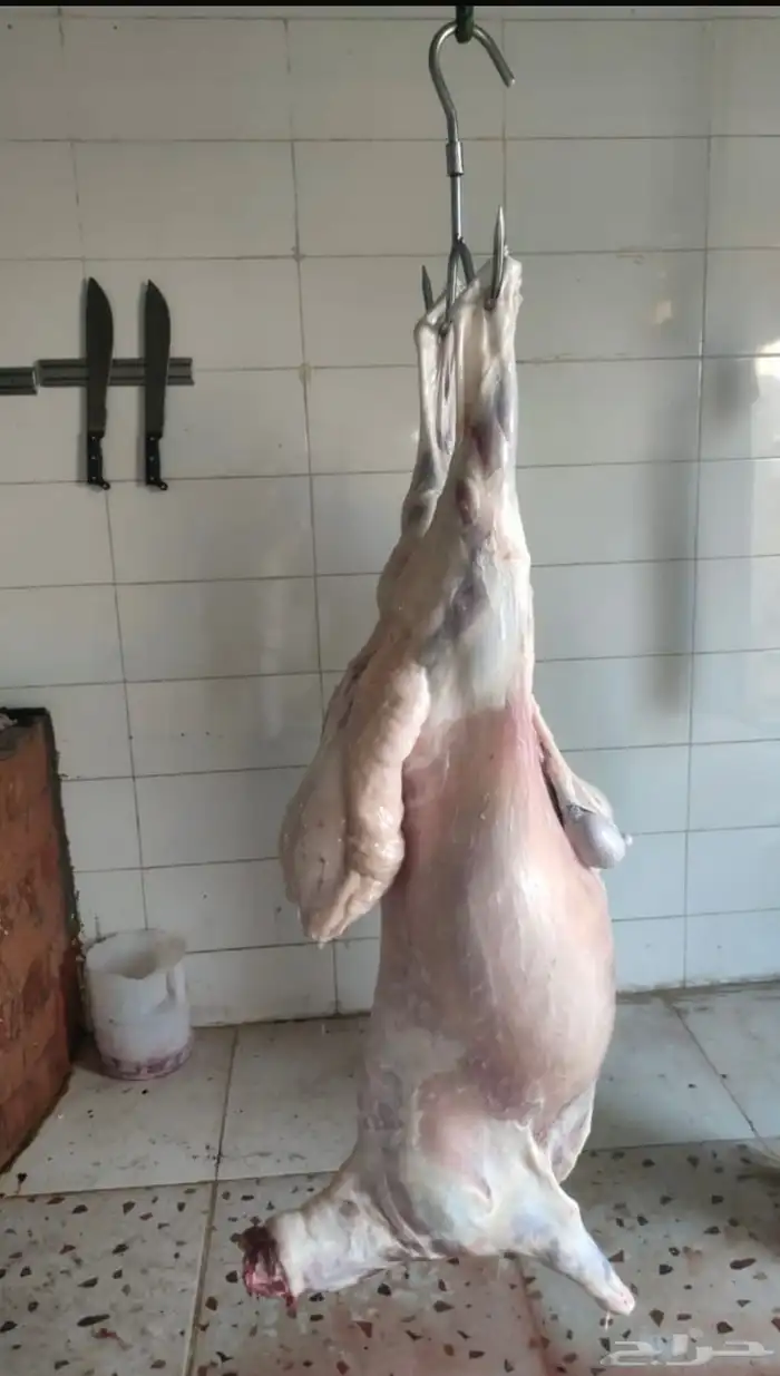 طليان جبره ذبايح المناسبات والثلاجة كاش واقساط من المتجر 7