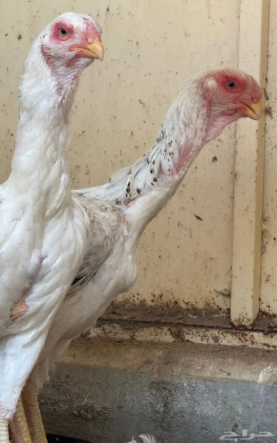 طقم حجازي فاخر ديك و3 دجاجات( تم البيع ) 15