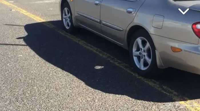 جنوط مكسيما 1