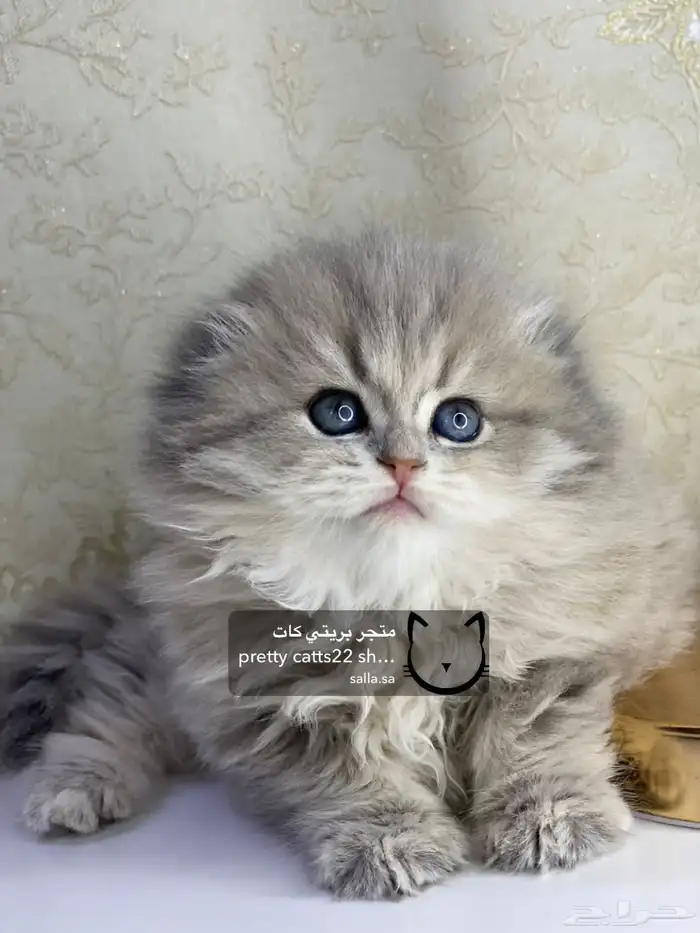 قطط سكوتش فولد سكوتش ستريت بيور قولد كيتنز مسجل 2