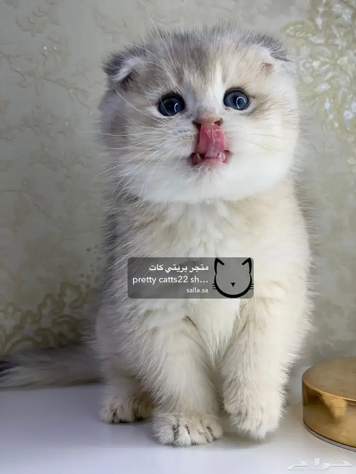 قطط سكوتش فولد سكوتش ستريت بيور قولد كيتنز مسجل 7