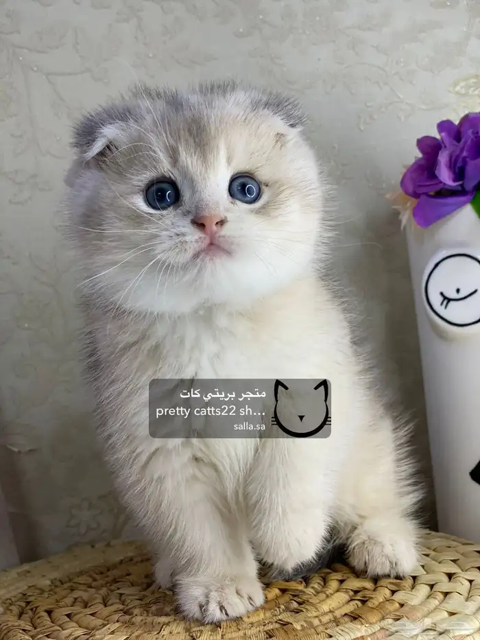 قطط سكوتش فولد سكوتش ستريت بيور قولد كيتنز مسجل 9