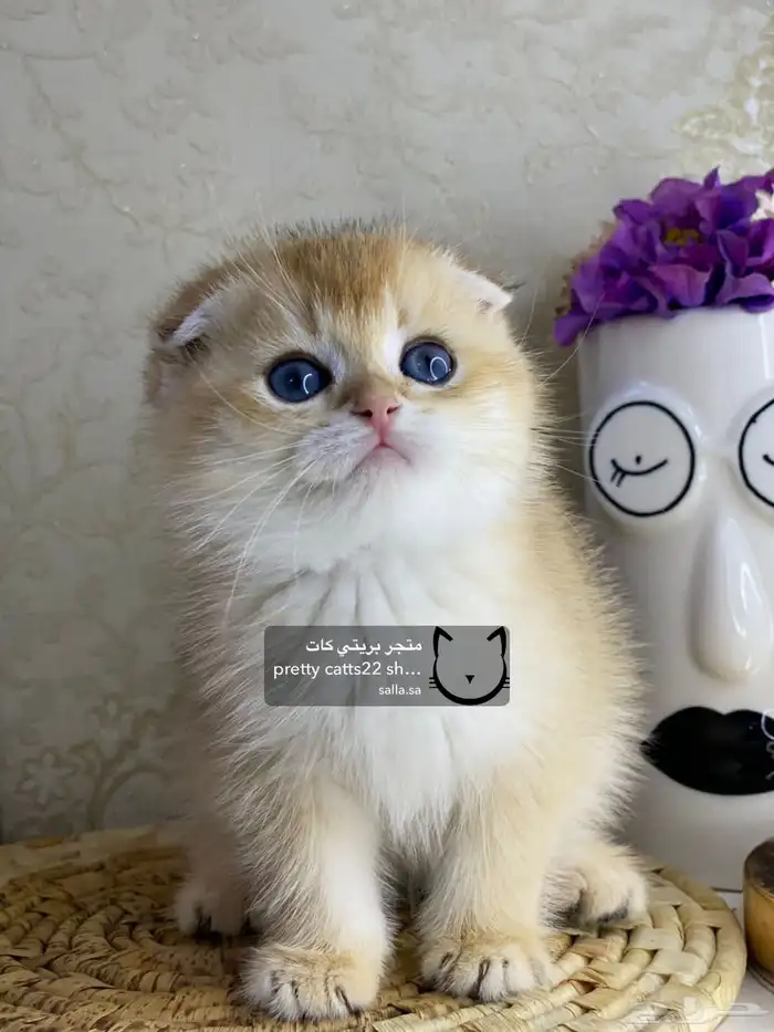 قطط سكوتش فولد سكوتش ستريت بيور قولد كيتنز مسجل 6