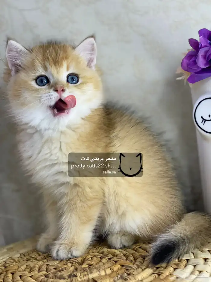 قطط سكوتش فولد سكوتش ستريت بيور قولد كيتنز مسجل 14