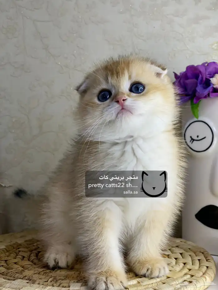 قطط سكوتش فولد سكوتش ستريت بيور قولد كيتنز مسجل 4