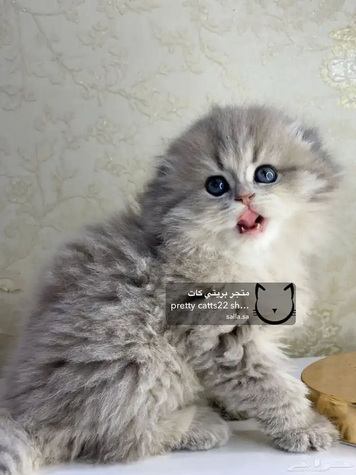 قطط سكوتش فولد سكوتش ستريت بيور قولد كيتنز مسجل 0