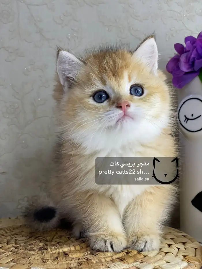 قطط سكوتش فولد سكوتش ستريت بيور قولد كيتنز مسجل 13