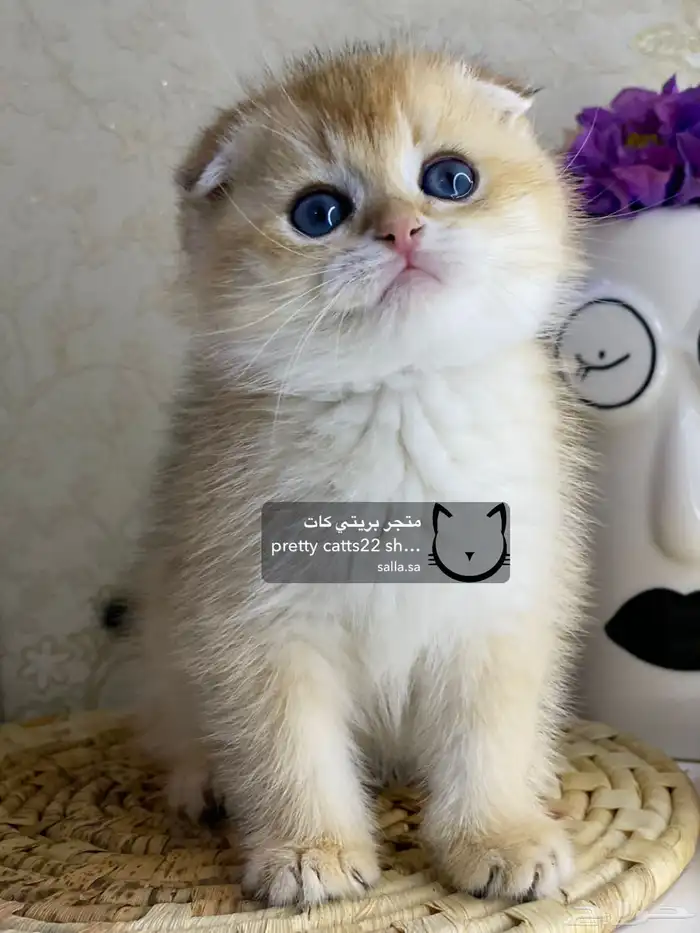 قطط سكوتش فولد سكوتش ستريت بيور قولد كيتنز مسجل 5