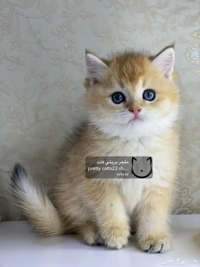 قطط سكوتش فولد سكوتش ستريت بيور قولد كيتنز مسجل 15