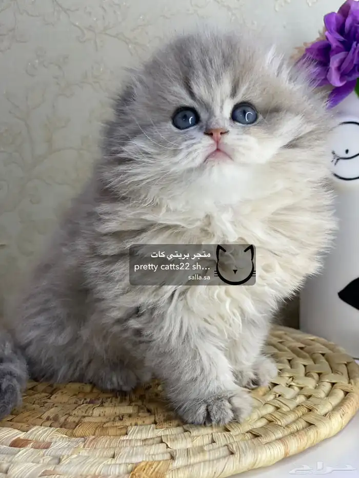 قطط سكوتش فولد سكوتش ستريت بيور قولد كيتنز مسجل 1