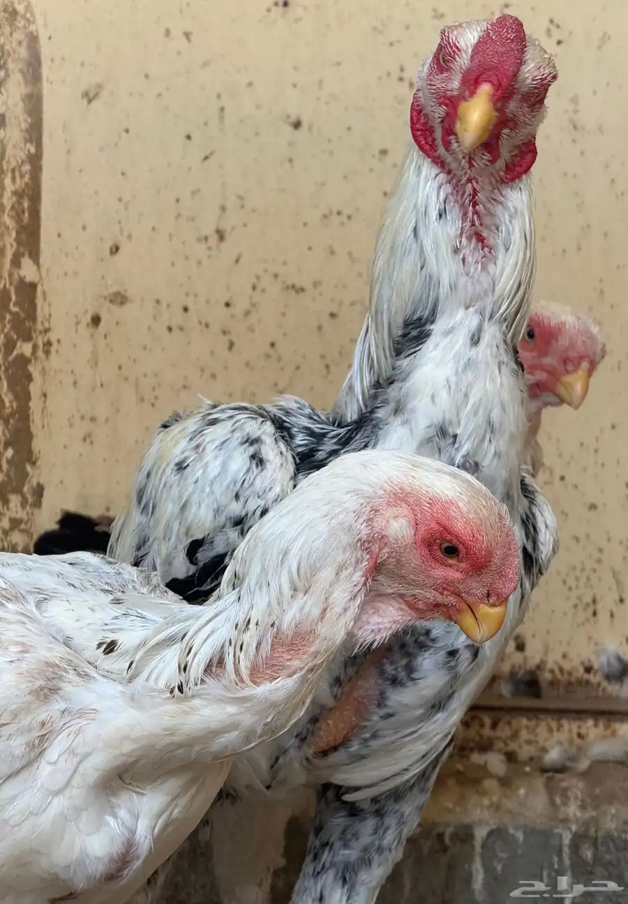 طقم حجازي فاخر ديك و3 دجاجات( تم البيع ) 35
