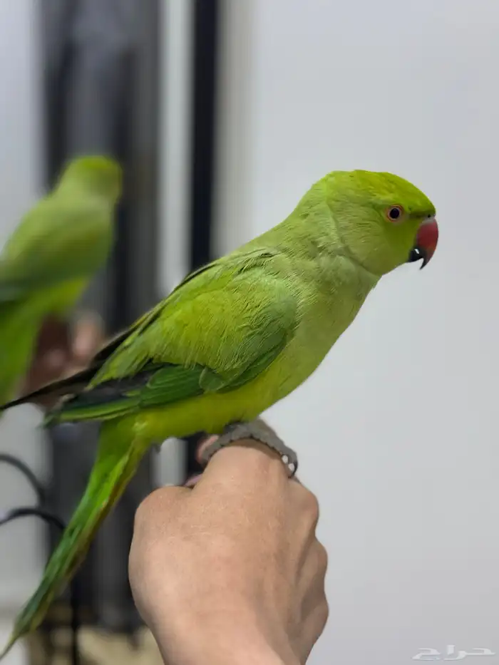 ببغاء دره اليف 5