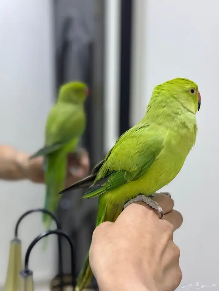 ببغاء دره اليف 3