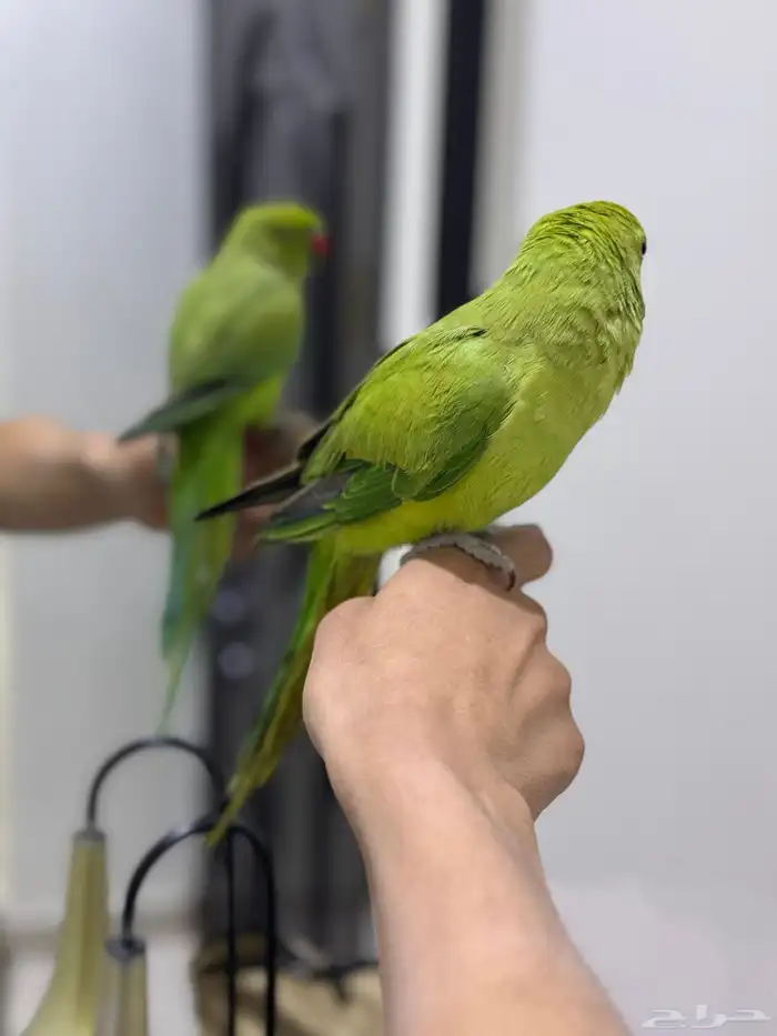 ببغاء دره اليف 2