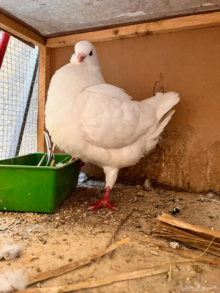 ذكر كنق تم البيع 3