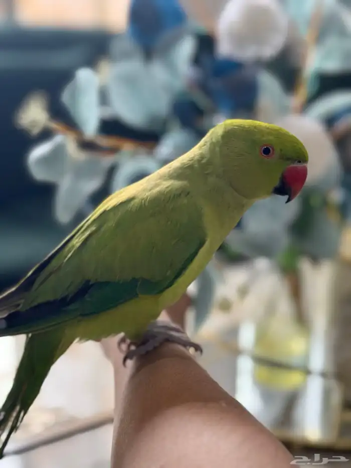 ببغاء دره اليف 0