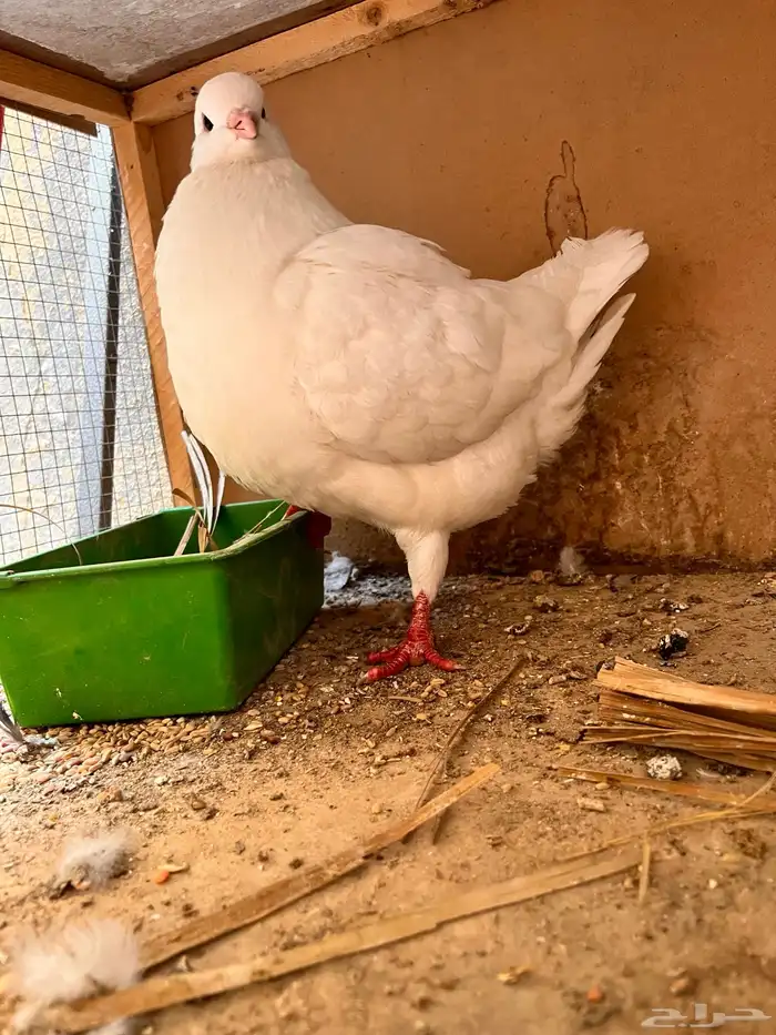 ذكر كنق تم البيع 1