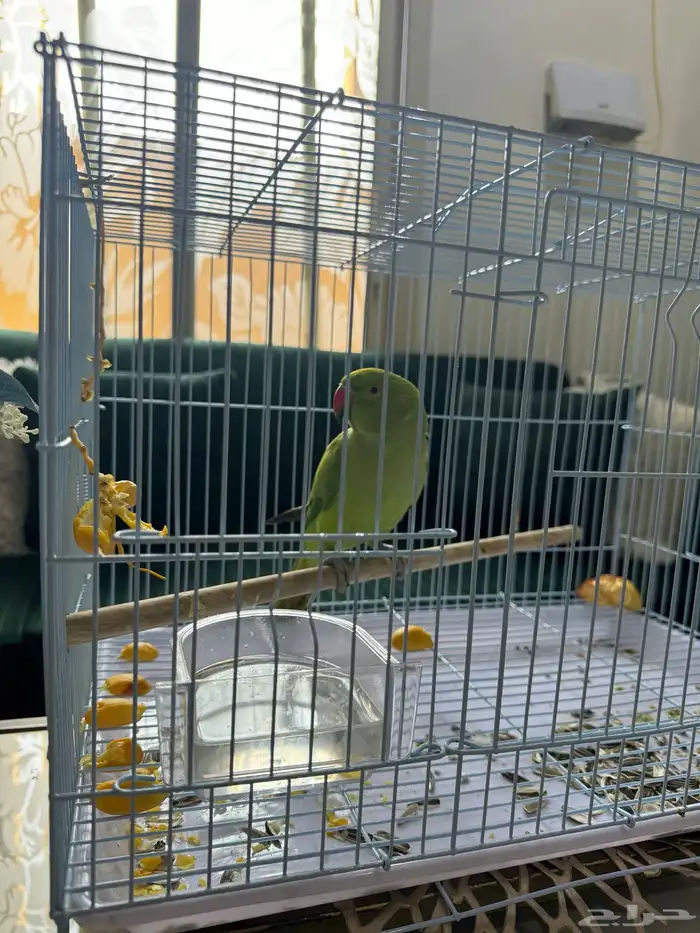 ببغاء دره اليف 1